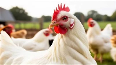 بورصة الدواجن اليوم الأحد 7-9-2025 | أسعار الفراخ البيضاء والبلدي والساسو