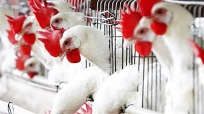 سعر الفراخ البيضاء اليوم في مصر 7 سبتمبر 2025.. تحديث أسعار بورصة الدواجن