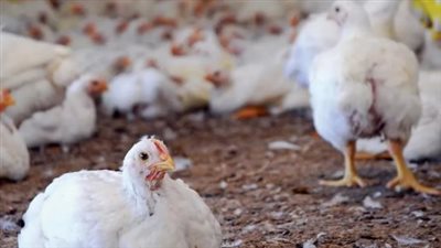 أسعار الفراخ والكتاكيت اليوم الأحد 7 سبتمبر 2025 في بورصة الدواجن