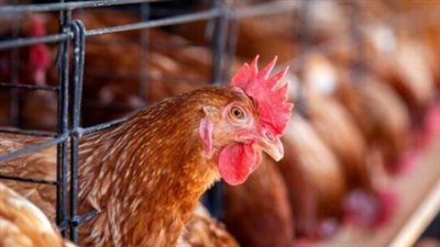 أسعار الفراخ البلدي والبيضاء والساسو اليوم الأحد 7 سبتمبر 2025 للمستهلك