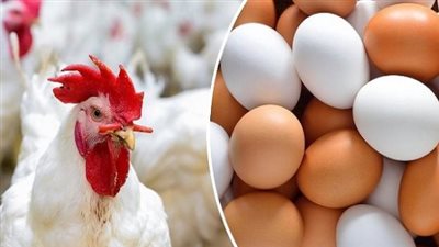 بورصة الدواجن اليوم | أسعار الفراخ والبيض والبانيه الأحد 7-9-2025