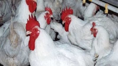 تحديث أسعار الدواجن اليوم الأحد 7 سبتمبر 2025 في الأسواق المصرية