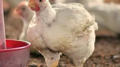 الأعلاف تحدد مستقبل أسعار الفراخ البيضاء في بورصة الدواجن