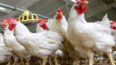 سعر كيلو الفراخ البيضاء اليوم الأحد 7-9-2025.. تعرف على أسعار البورصة