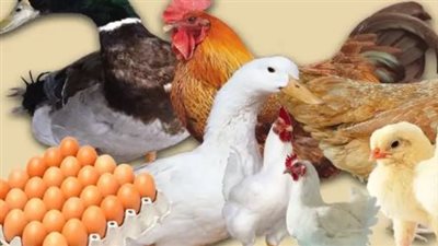 أسعار الفراخ البيضاء في مصر اليوم.. بشرى للمستهلكين والمربين