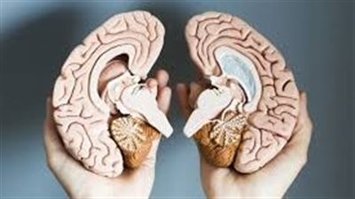 ما هو الفرق بين نصف الدماغ الأيسر والنصف الأيمن؟