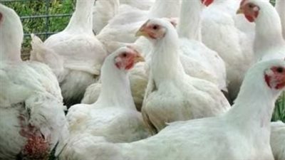 بورصة الدواجن اليوم وأسعار الفراخ البيضاء واللحوم في البحيرة