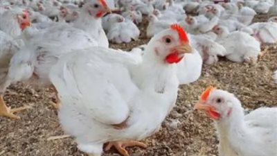 بورصة الدواجن اليوم وأسعار الفراخ في المنوفية 20-9-2025