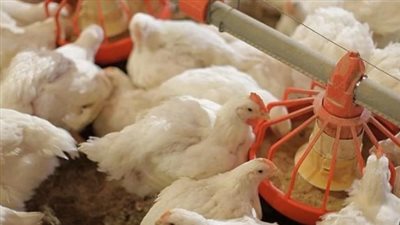 متابعة يومية لبورصة الدواجن اليوم وأسعار الفراخ البيضاء في الأسواق