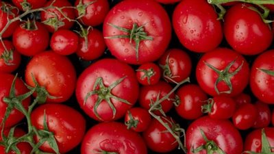 أسعار وإنتاج الطماطم في مصر: التحديات والفرص الاقتصادية لعام 2025