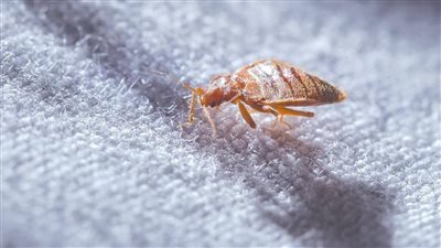 تفسير حلم البق يلدغني للمتزوجة