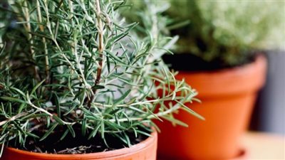 كيفية زراعة النباتات العطرية في شرفة المنزل