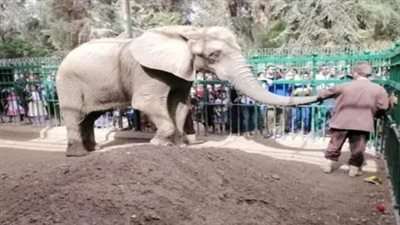 حديقة حيوان الجيزة بعد التطوير: دليل شامل للزيارة والأسعار 2025