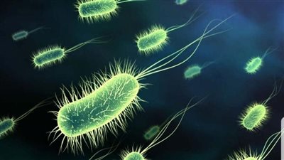 6 أخطاء في المطبخ تزيد من خطر الإصابة بعدوى الإشريكية القولونية