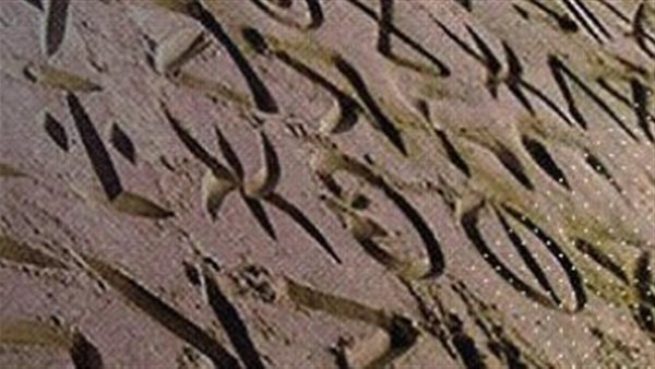 يوم اللغة المهرية.. الجنوب يحتفي بتراثه الثقافي وتنوعه الحضاري