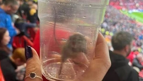 فضيحة جديدة لـ”أولد ترافورد”.. فأر يثير الذعر بين الجماهير فضيحة جديدة لـ”أولد ترافورد”.. فأر يثير الذعر بين الجماهير