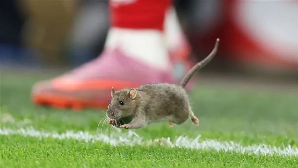 «فأر» يتسبب في توقف مباراة في تصفيات كأس العالم 2026