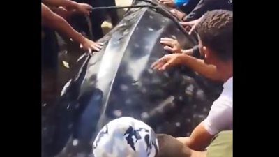 اصطياد قرش حوتي نادر في سواحل غزة: حدث استثنائي يثير دهشة المتابعين