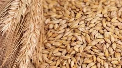 أسعار الأرز الشعير اليوم الإثنين 27 أكتوبر 2025