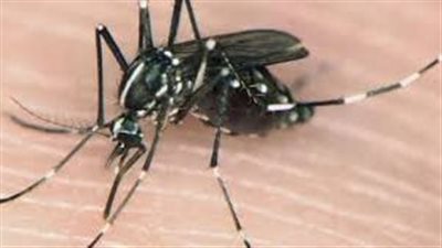 لدغته ذبابة الرمل السوداء.. وفاة طفل أردني بعد 3 أيام بسبب حشرة