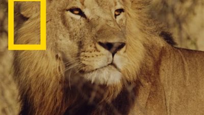 تردد قناة ناشيونال جيوغرافيك SD/HD الجديد 2026: خطوات الضبط على الريسيفر