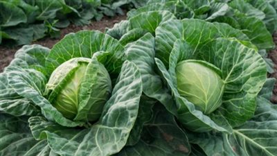 تفسير رؤية الكرنب الأخضر فى المنام 