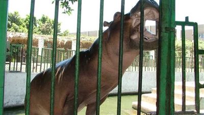 ما هو موعد افتتاح حديقة حيوان الجيزة 2025؟