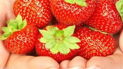  الفراولة: ملكة الفواكه الحمراء.. فوائد مذهلة وأسرار زراعتها