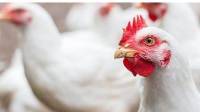 أسعار الفراخ والبيض اليوم الخميس 11_12_2025