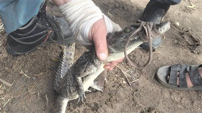 نهاية حالة الذعر: أهالي الشرقية يتنفسون الصعداء بعد اصطياد تمساح الزوامل بنجاح قياسي