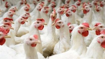 سعر الدواجن والبيض في مصر اليوم السبت 13 ديسمبر 2025 