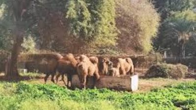 المعالم الثمانية: الحفاظ على الطابع التراثي في تطوير حديقة حيوان الجيزة 