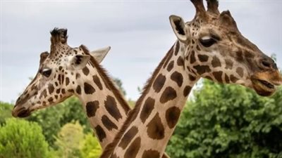 أسعار تذاكر حديقة الحيوان 2026