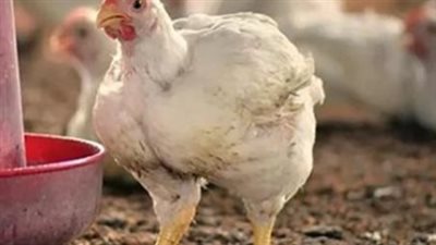 أسعار الفراخ البيضاء تراجعا اليوم الاحد 14 ديسمبر 2025