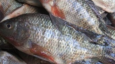 أسعار الأسماك والجمبري اليوم الخميس 18 ديسمبر 2025: استقرار ملحوظ في سوق العبور والبلطي يبدأ من 61 جنيهًا