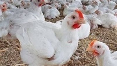 أسعار الفراخ والبيض اليوم الثلاثاء 30 ديسمبر 2025: استقرار البيضاء وارتفاع الساسو والكرتونة