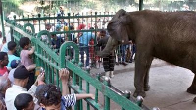 أول حديقة حيوان ليلية في مصر.. ملامح تطوير حديقة الجيزة ومفاجآت تنتظر الزوار