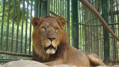 شاهد أفراس النهر تحت الماء.. أنشطة ترفيهية لأول مرة في حديقة حيوان الجيزة 2026