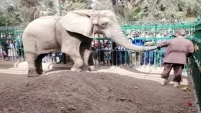حديقة حيوان الجيزة بلا أقفاص.. كيف تحولت إلى 