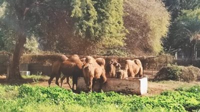 كل ما تريد معرفته عن افتتاح حديقة حيوان الجيزة في الربع الأول من عام 2026