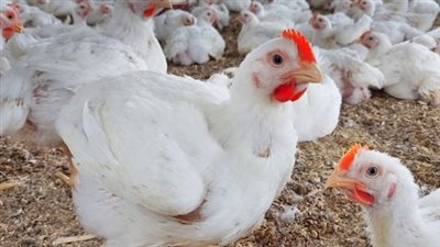أسعار الفراخ اليوم في مصر: ارتفاع طفيف يشهده سوق الدواجن والبيض الأحد 4 يناير 2026