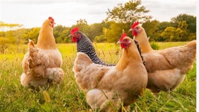 توقعات سوق الدواجن في الفترة القادمة