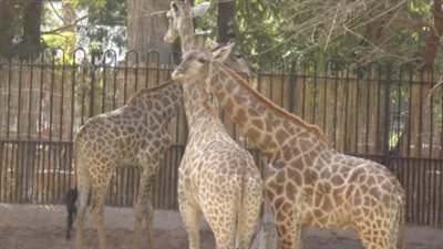 رسميًا.. الكشف ملامح 