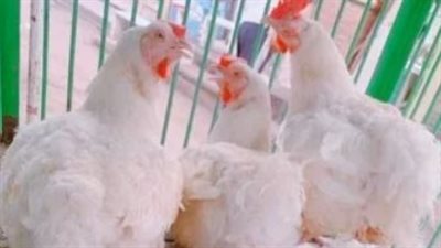 بكام الكيلو؟ قائمة أسعار الدواجن والبيض والكتاكيت اليوم الثلاثاء 13-1-2026 في مصر