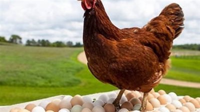 بورصة الدواجن الآن.. استقرار أسعار الفراخ والبيض بمحلات التجزئة اليوم الثلاثاء 13-1-2026