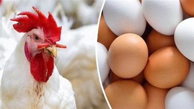 بشرى للمستهلكين.. تراجع سعر كيلو الفراخ والساسو واستقرار أسعار البيض بالأسواق