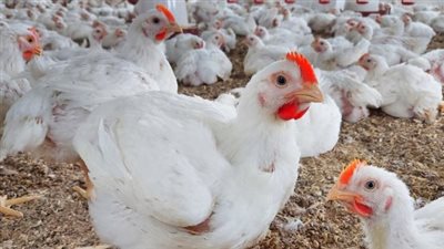 بورصة الدواجن اليوم: استقرار ملحوظ في أسعار الفراخ البيضاء والبلدي وتحديثات سعر البيض