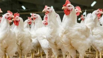 انخفاض الفراخ البيضاء وارتفاع الساسو.. تحديث أسعار الدواجن والبيض اليوم الخميس 15 يناير 2026