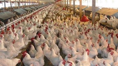 رئيس اتحاد الدواجن يكشف خطة مصر لعام 2030: بناء 4500 عنبر جديد واستراتيجية لغزو الأسواق العالمية