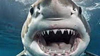 مأساة في مرفأ سيدني.. قرش ضخم ينهش فتى في الثالثة عشرة وحالته حرجة